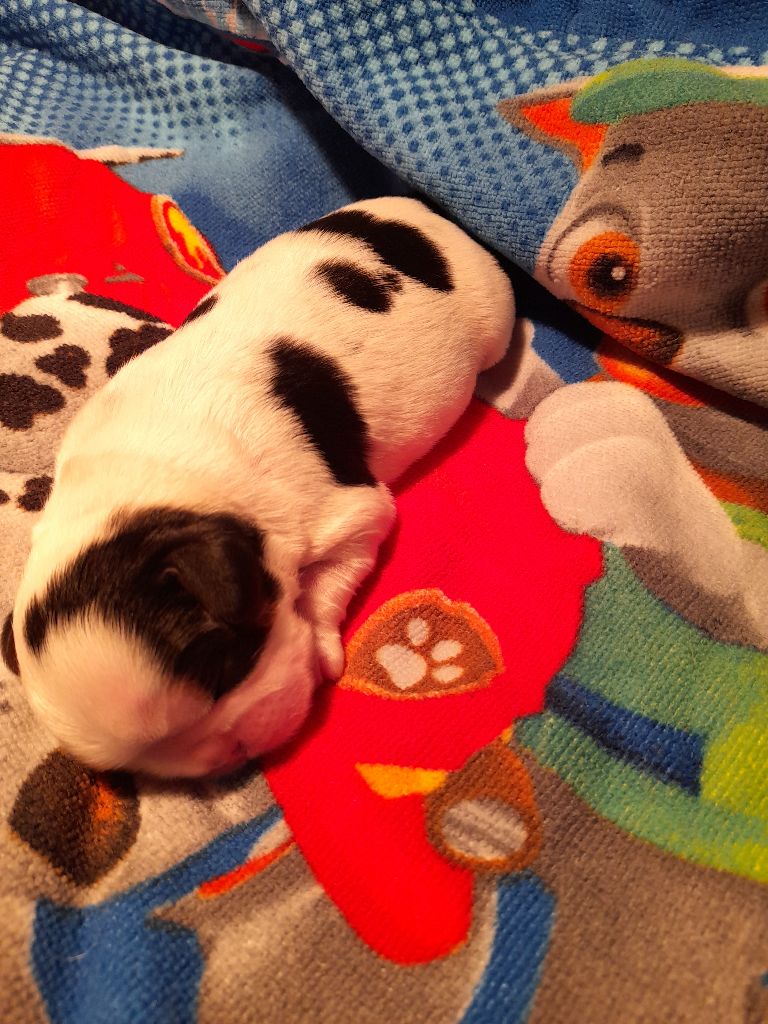 de la Verte  Albion - King Charles Spaniel - Portée née le 14/04/2021